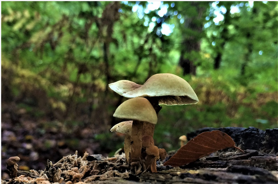 magic mushroom